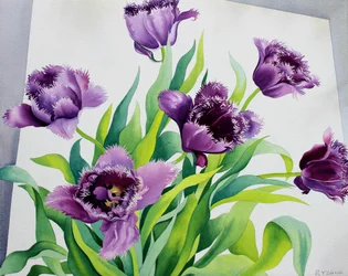Lila franstulpaner (akvarell på papper)