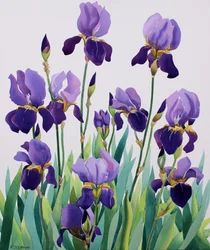 Lila iris