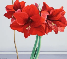 Röd amaryllis (akvarell på papper)
