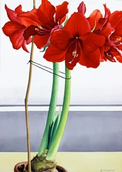 Röd Amaryllis 2 (akvarell på papper)