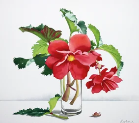 Röd Begonia