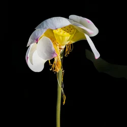 Den bleknande lotusblommans skönhet