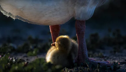 Mamma anka – värme