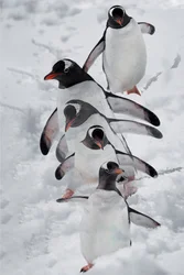 Pingviner i snön