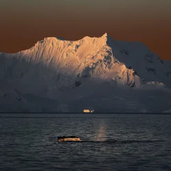 Valstjärt vid gyllene solnedgång