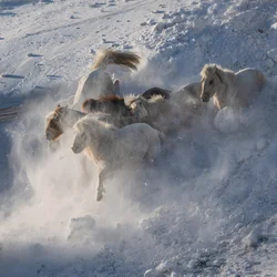 Vilda hästar som springer i snön