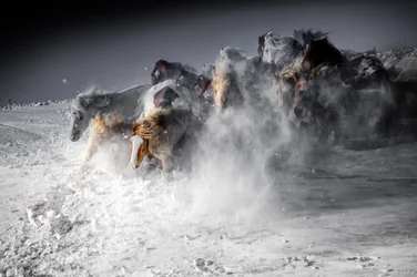 Vinterhäststampede