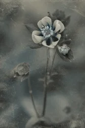 Blå vintageblomma