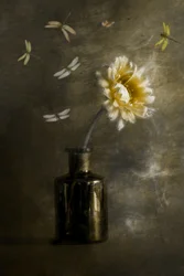 Trollsländor bland gyllene blommor