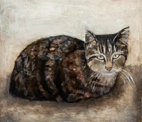 Den nyfikna tabbykatten