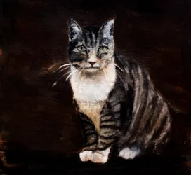 En elegant tabbykatt