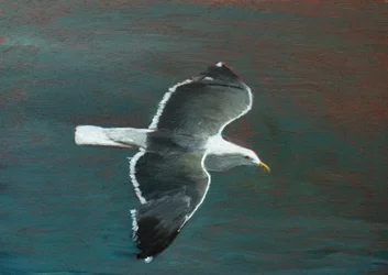 En mås elegant i flygning
