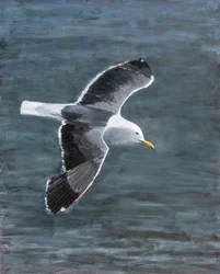 Mås i flygning