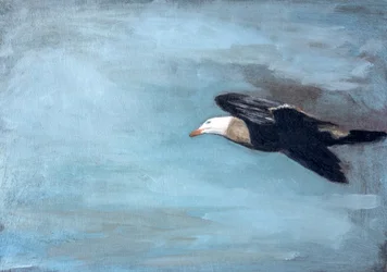 Albatrossen svävar i skyn