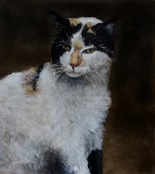 Den vaksamma trefärgade katten