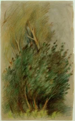 Tucheler Heide (skogsstudie)