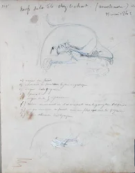Nervsystemet i huvudet på en katt, maj 1842 (penna på papper)