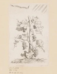 vinranka