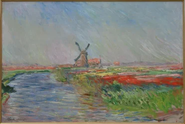 Tulpanfält i Holland