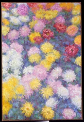 Krysantemum, 1897