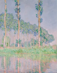 Poplar, rosa effekt