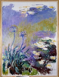 Agapantusen