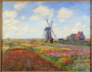 Tulpanfält i Holland (med en väderkvarn)