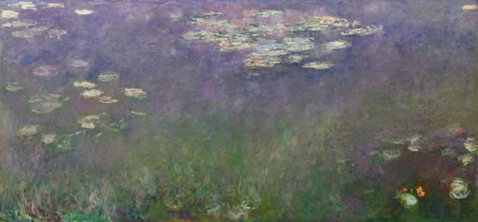 Näckrosor (Agapanthus)