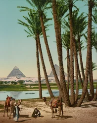 Palmer, beduiner och pyramider, Kairo, Egypten