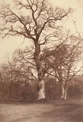 Studie av träd, Bois de Boulogne