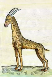 Giraffen. i djurens historia av Conrad Gesner (1516 - 1565) (miniatyr)