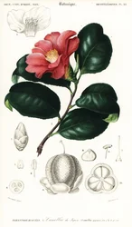 Japansk camellia, Camellia japonica. ,1849 (gravyr)