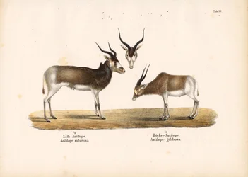 Addax- och Bontebokantiloper