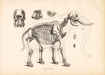 Skelettanatomi för afrikansk elefant