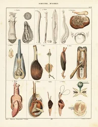 Anatomi hos musslor. ,1841 (litografi)