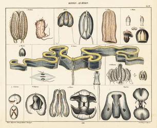 Anatomi av manetarter. ,1841 (litografi)