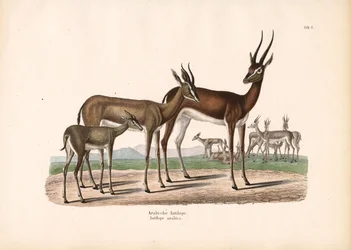 Arabisk oryx i halvöken