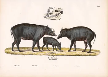 Familjen Babirusa med utsikt över skallen
