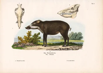 Bandad gris med anatomiska detaljer