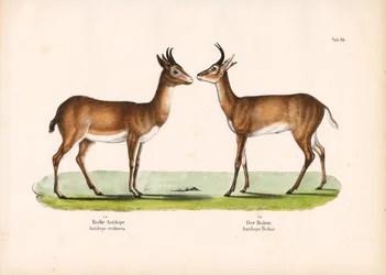 Bohor Reedbuck och vanlig Reedbuck