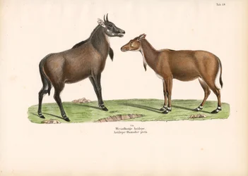 Bontebok or Blesbok