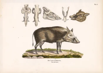 Bushpig med utsikt över skallen