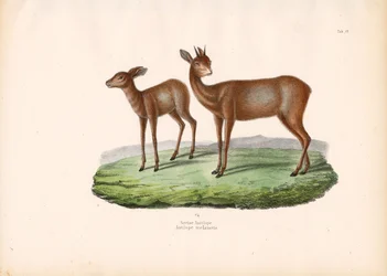 Grysbok från Cape Grysbok