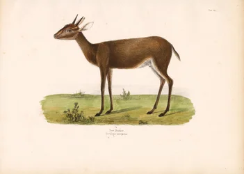 Vanlig duiker på savannen