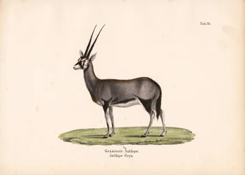 Gemsbok eller sydafrikansk oryx