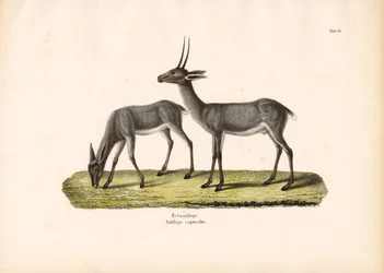 Grey Rhebok