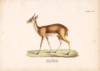 Hazenna Antelope i profil