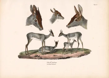 Klipspringer med porträttstudier