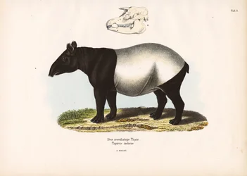 Malajisk tapir