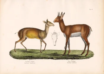 Natalantilop och bergsantilop